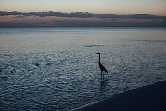 Silhouette of Heron Standing in Ocean at Sunset