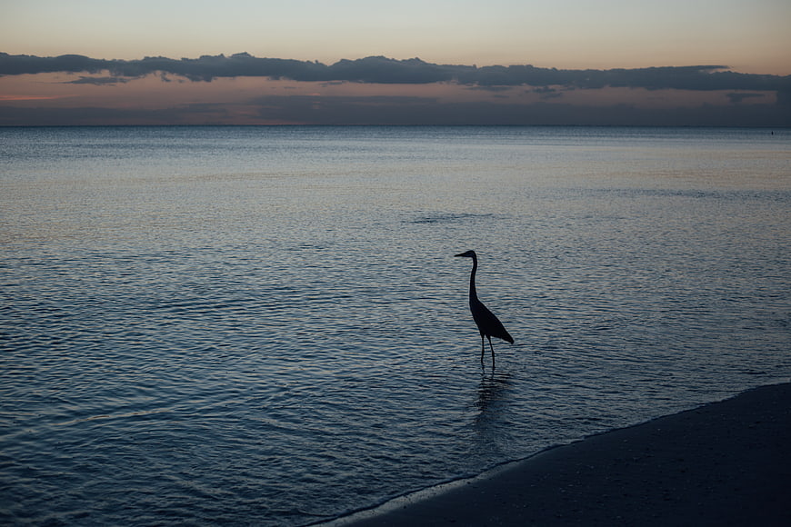 Silhouette of Heron Standing in Ocean at Sunset