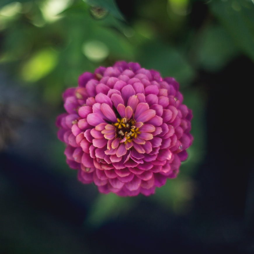 Close-up of vibrant purple zinnia flower with blurred green background