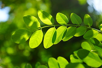 Sunlit Green Robinia Leaves Backlit in Summer
