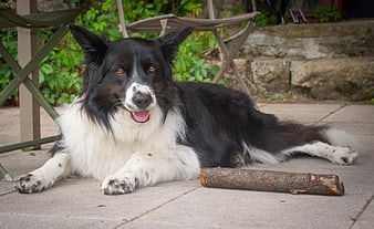 Happy Border Collie Dog Lying on Patio with Stick