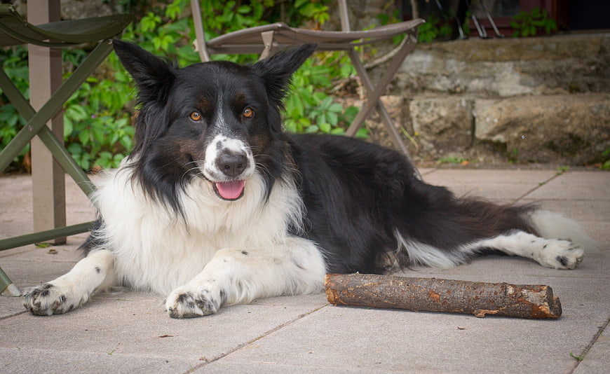 Happy Border Collie Dog Lying on Patio with Stick