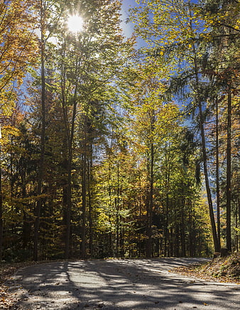 Sunlit Forest Road in Golden Autumn