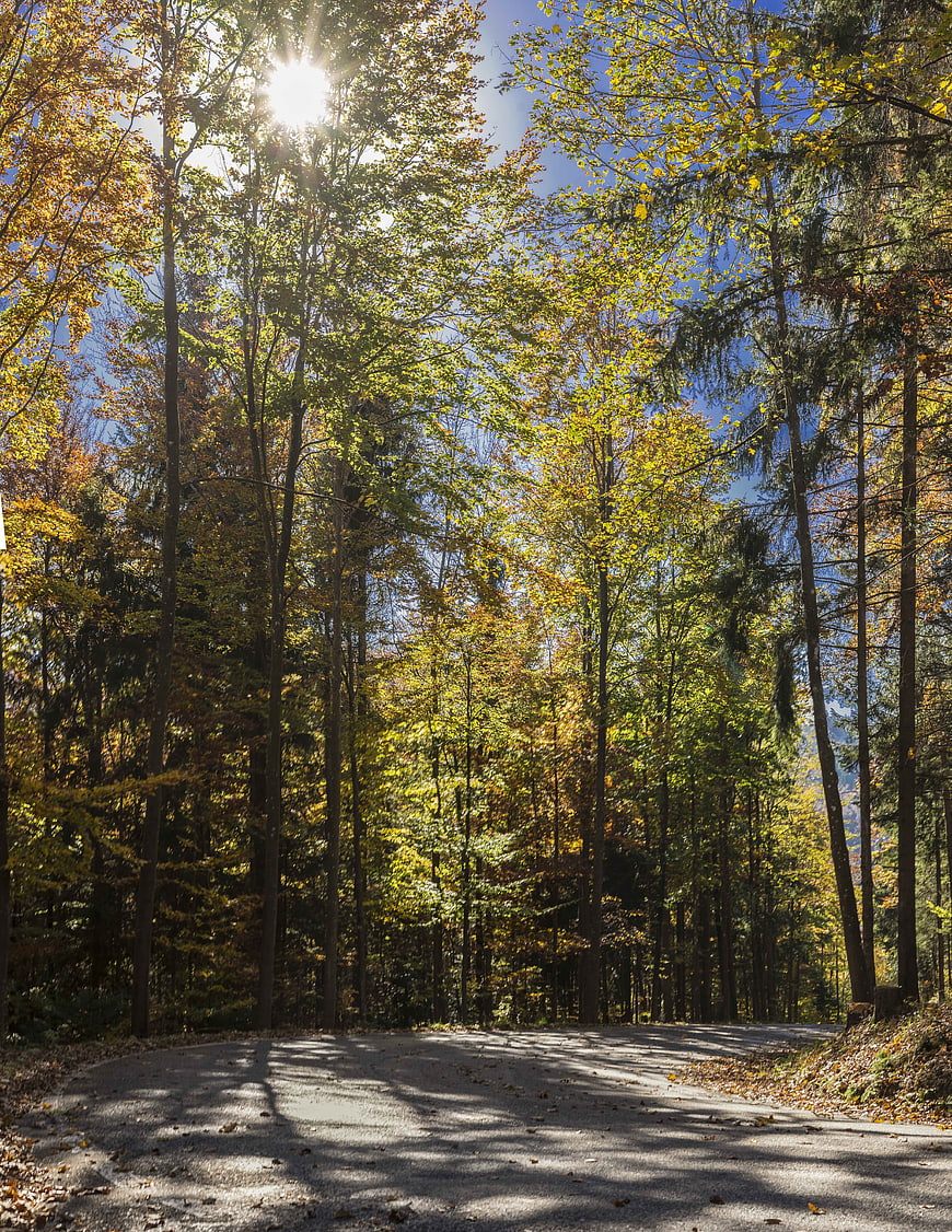 Sunlit Forest Road in Golden Autumn