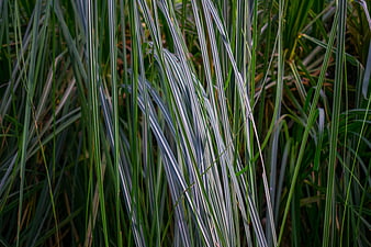 Close-up of variegated ornamental grass blades