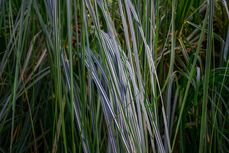 Close-up of variegated ornamental grass blades