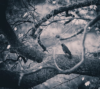 Black bird perched on mossy tree branch in monochrome forest