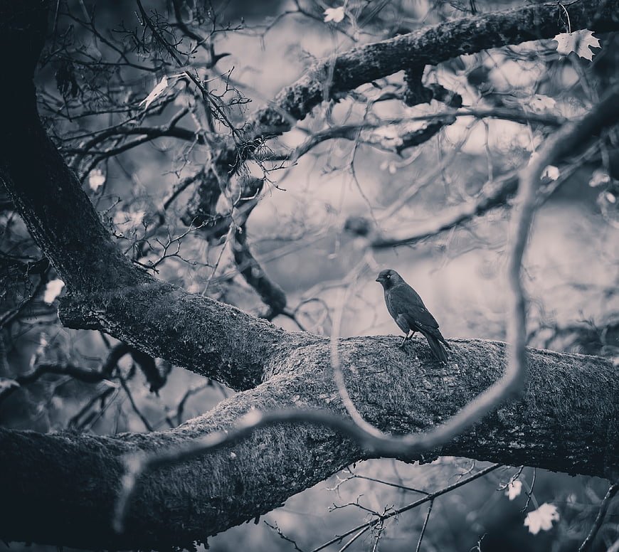 Black bird perched on mossy tree branch in monochrome forest