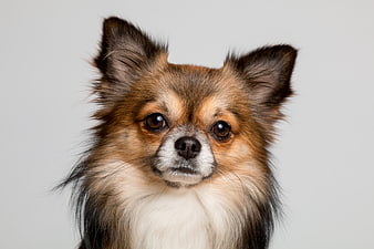 Portrait of a long-haired Chihuahua dog on gray background