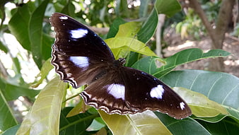 Brown butterfly with white spots on green leaf