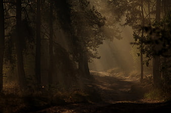 Misty forest path with sunbeams filtering through dark pine trees