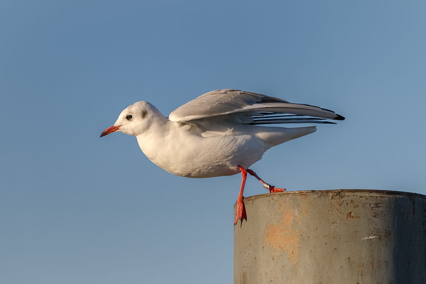Seagull perched on metal post against blue sky