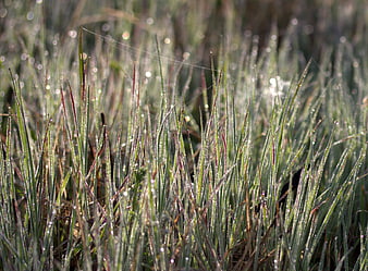 Close-up of green grass blades covered in morning dew drops