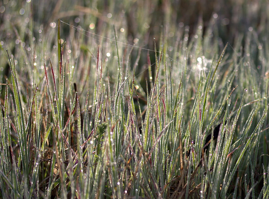 Close-up of green grass blades covered in morning dew drops