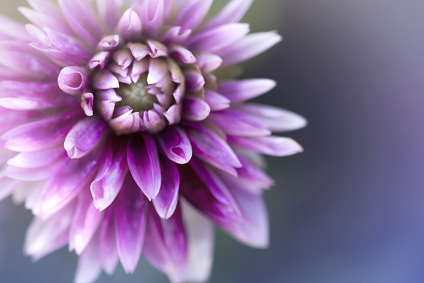 Close-up of a purple dahlia flower with blurred background