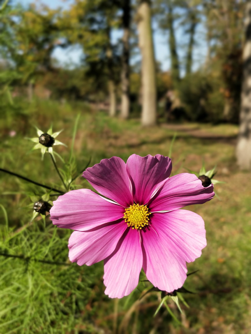 Vibrant Pink Cosmos Flower in Sunlit Garden
