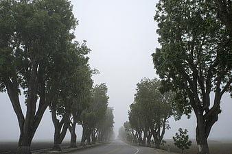 Foggy Road Lined with Trees in Rural Landscape