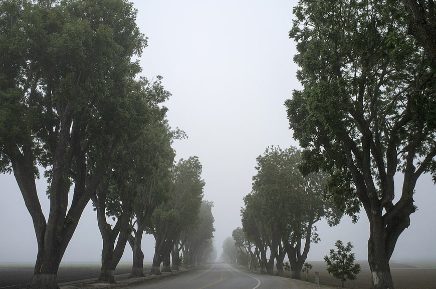 Foggy Road Lined with Trees in Rural Landscape
