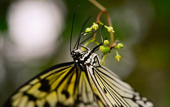 Close-up of a yellow and black butterfly hanging upside down