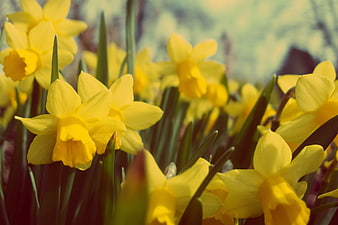 Close-up of bright yellow daffodils in a garden