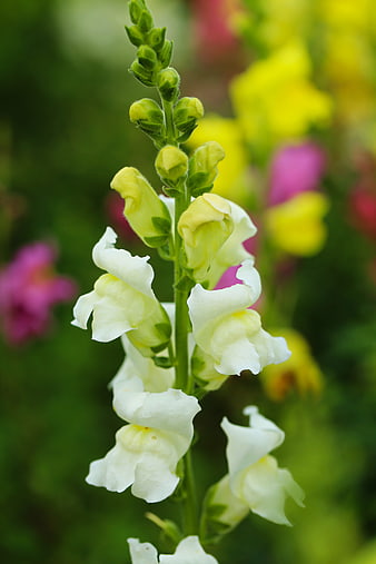 Close-up of white snapdragon flower in garden