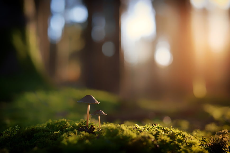 Tiny Mushrooms Growing on Moss in a Sunlit Forest