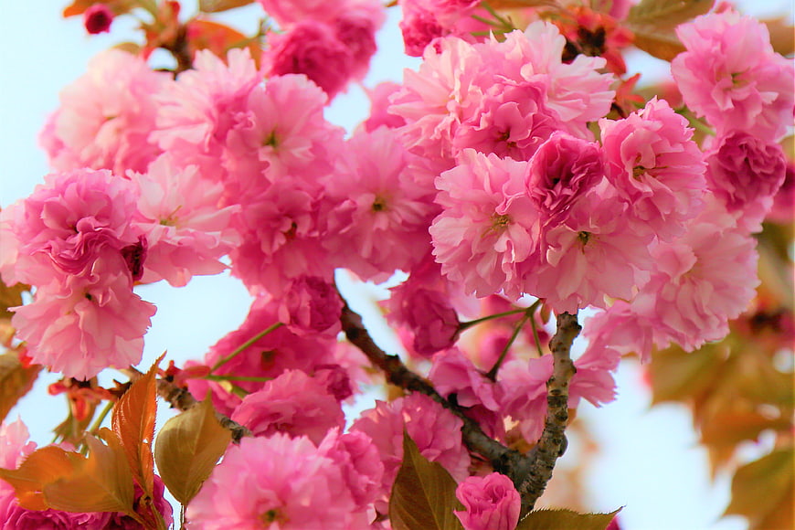Vibrant Pink Double Cherry Blossoms in Spring Bloom