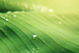 Macro shot of water droplets on a vibrant green leaf