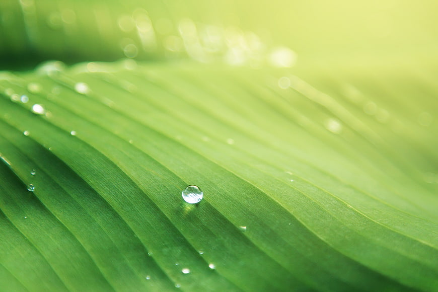 Macro shot of water droplets on a vibrant green leaf