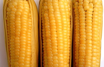 Close-up of three fresh yellow corn cobs on white background