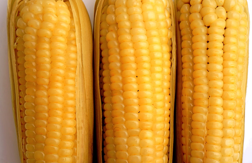 Close-up of three fresh yellow corn cobs on white background