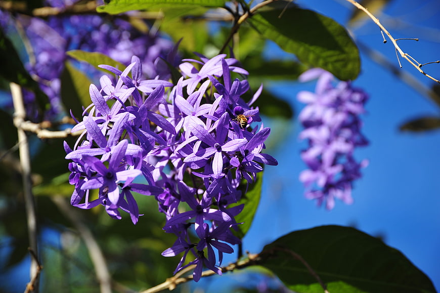 Close-up of vibrant purple leadtree flowers with a bee