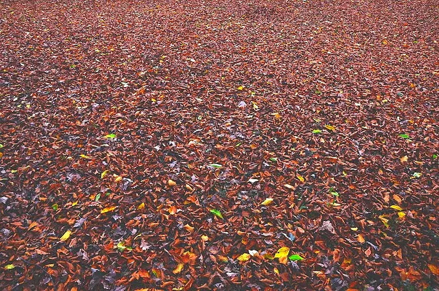 Ground Covered in Withered Autumn Leaves