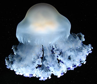 Glowing Blue Jellyfish Floating in Dark Ocean Water