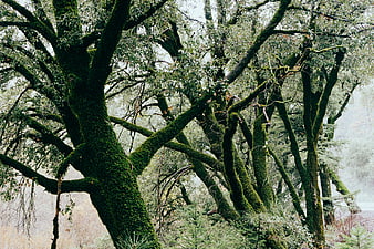 Moss-Covered Trees in a Misty Forest