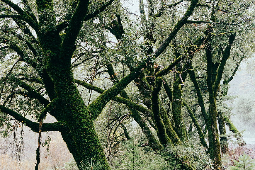 Moss-Covered Trees in a Misty Forest