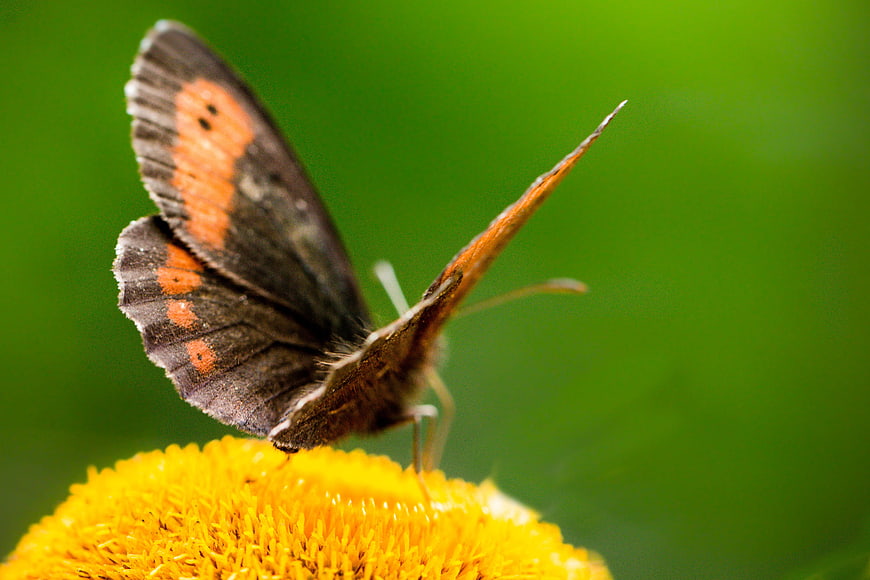 Close-up of a Small Tortoiseshell Butterfly on a Yellow Flower