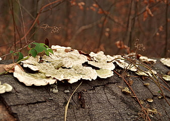 Close-up of Turkey Tail Mushrooms on Decaying Log in Autumn Forest