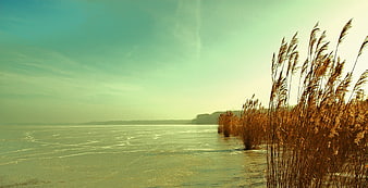 Golden reeds on frozen lake with teal sky