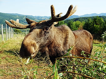 Moose with Antlers Eating Branches in a Wildlife Park