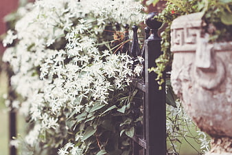 White Clematis Flowers Climbing Black Iron Fence