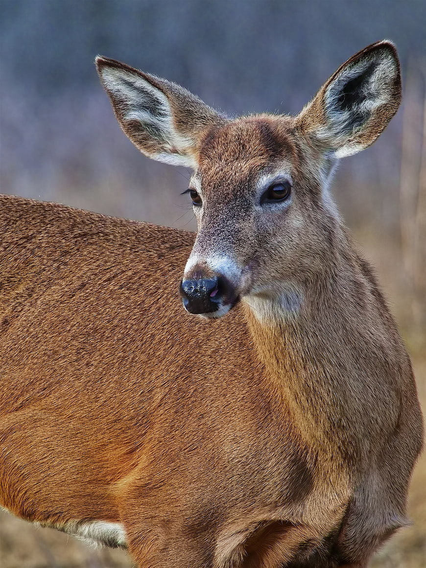 Close-up portrait of a white-tailed deer doe in the wild