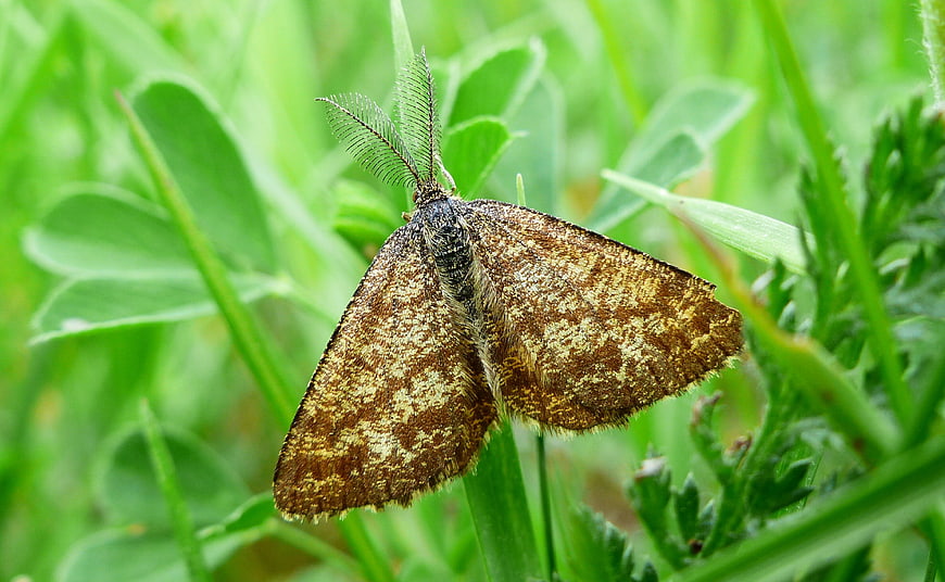 Close-up of a brown moth resting on green grass