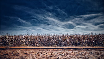 Dramatic Autumn Cornfield Landscape with Textured Sky