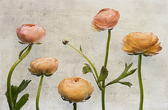 Vintage Peach Ranunculus Flowers on Textured Background