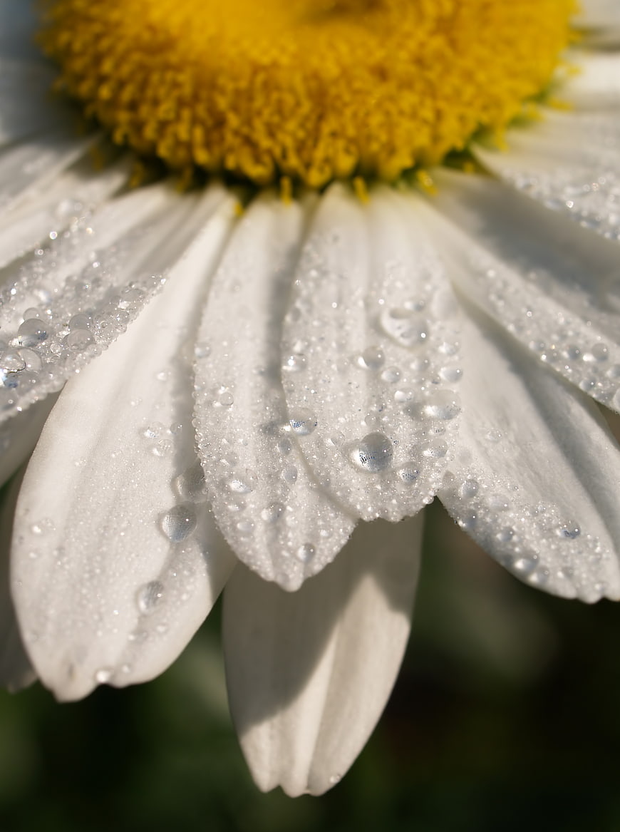 Macro Close-Up of White Daisy with Water Droplets
