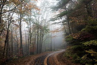 Foggy Autumn Road Winding Through Misty Forest
