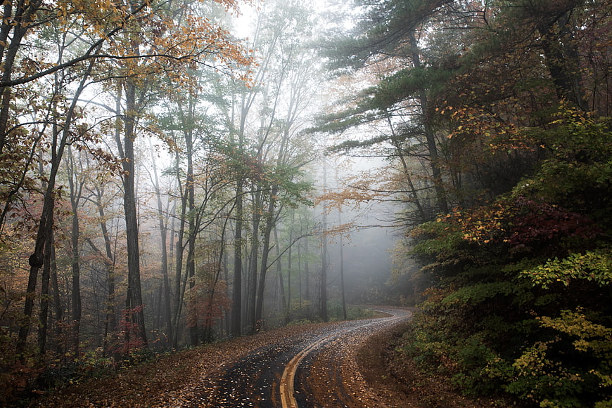 Foggy Autumn Road Winding Through Misty Forest