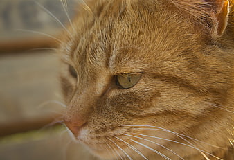Close-up portrait of an orange tabby cat face