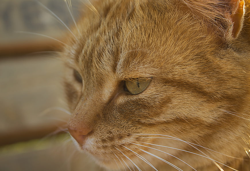 Close-up portrait of an orange tabby cat face